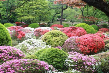 miyama_蓬莱園