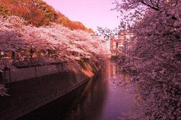 hanami3