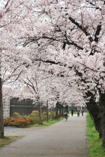 毛馬桜之宮公園