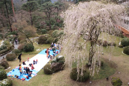 hakone_sakura3