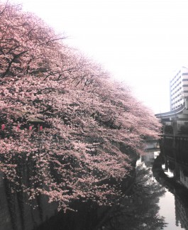 sakura_01