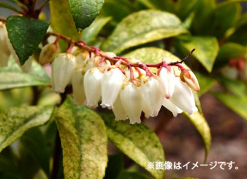 古の春の花 馬酔木 あせび が咲く季節に 奈良へ行ってみよう ブログ 藤田観光株式会社