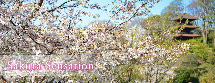 Sakura Sensation～サクラセンセーション