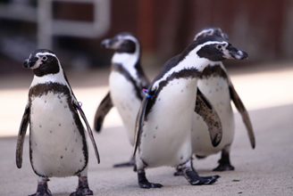 下田海中水族館 フンボルトペンギンのお散歩を始めます ニュースリリース 藤田観光株式会社