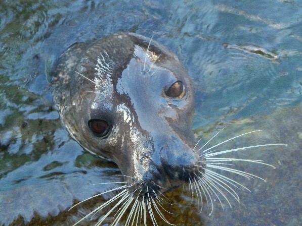 shimoda1