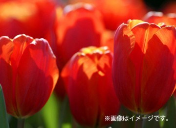 春の花 チューリップを見に長崎へ ブログ 藤田観光株式会社