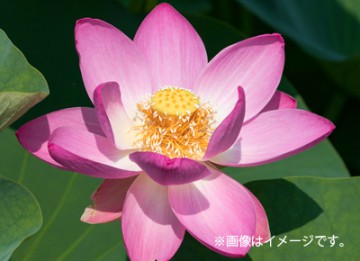 夏になると綺麗な花を咲かせる 蓮 古に思いをよせて 日本初の古代蓮を見に行きませんか ブログ 藤田観光株式会社