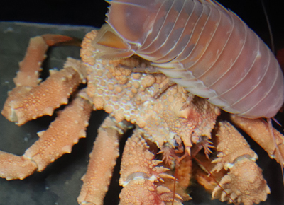 ただいま下田海中水族館において ちょっとレアな深海ガニ コフキエゾイバラガニ を展示しています ブログ 藤田観光株式会社