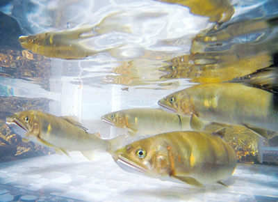 夏の訪れを告げる、古くから日本人に愛されている魚「鮎」。旬の時期に「香り」や「旨味」を堪能しませんか。 | ブログ | 藤田観光株式会社